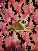 Trish (Call-Text), a female Border Collie for sale in Cape Girardeau, MO – Photo 8 of 10