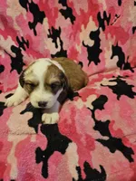 Trish (Call-Text), a female Border Collie for sale in Cape Girardeau, MO – Photo 6 of 10