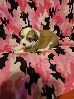 Trish (Call-Text), a female Border Collie for sale in Cape Girardeau, MO – Photo 3 of 10