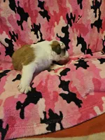 Trish (Call-Text), a female Border Collie for sale in Cape Girardeau, MO – Photo 10 of 10