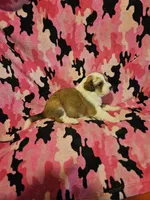 Trish (Call-Text), a female Border Collie for sale in Cape Girardeau, MO – Photo 9 of 10