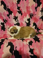 Trish (Call-Text), a female Border Collie for sale in Cape Girardeau, MO – Photo 4 of 10