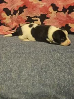 Tia, a female Border Collie for sale in Cape Girardeau, MO – 10 of 10