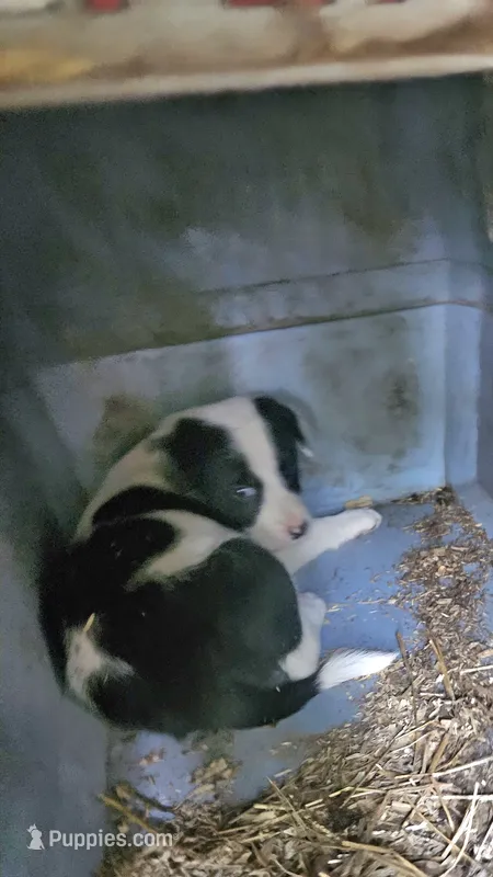 Halley (Fluffy, Blueish Eyes) – Border Collie puppy for sale in Cape Girardeau, MO