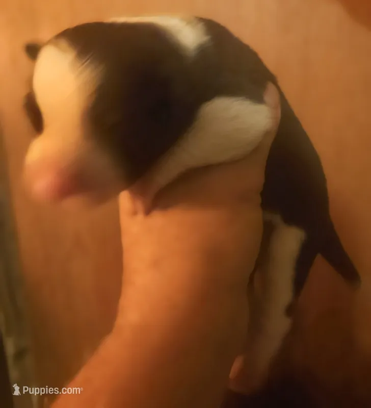 Jay – Border Collie puppy for sale in Cape Girardeau, MO