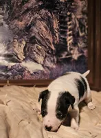 Rocky (Call-Text), a male Chihuahua for sale in Cape Girardeau, MO – Photo 5 of 10