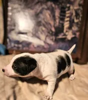 Rocky (Call-Text), a male Chihuahua for sale in Cape Girardeau, MO – Photo 6 of 10