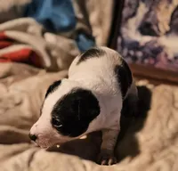 Rocky (Call-Text), a male Chihuahua for sale in Cape Girardeau, MO – Photo 1 of 10