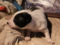 Rocky (Call-Text), a male Chihuahua for sale in Cape Girardeau, MO – Photo 10 of 10