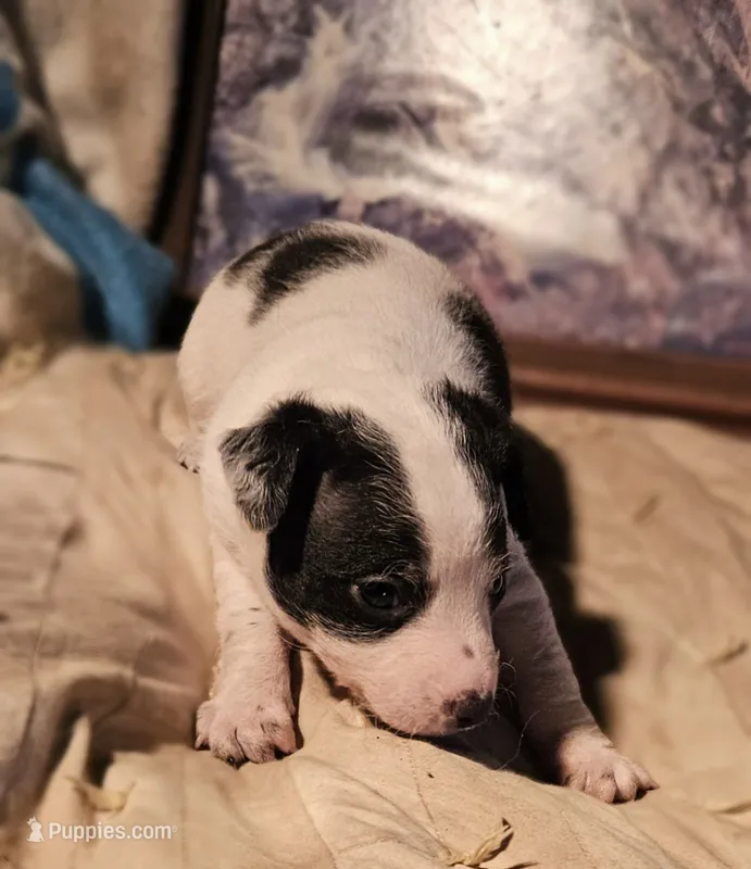 Rocky (Call-Text) – Chihuahua puppy for sale in Cape Girardeau, MO