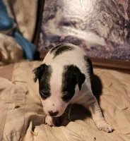 Rocky (Call-Text), a male Chihuahua for sale in Cape Girardeau, MO – Photo 2 of 10