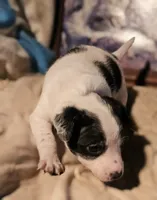 Rocky (Call-Text), a male Chihuahua for sale in Cape Girardeau, MO – Photo 4 of 10