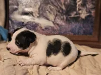 Rocky (Call-Text), a male Chihuahua for sale in Cape Girardeau, MO – Photo 9 of 10