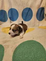 Frari (T-Cup, Call-Text), a female Chihuahua for sale in Cape Girardeau, MO – 4 of 10