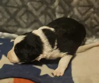 Franney, a female Border Collie for sale in Cape Girardeau, MO – 8 of 10