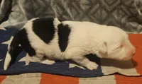 Inman, a male Border Collie for sale in Cape Girardeau, MO – 2 of 10