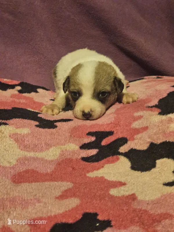 Charlie – Chihuahua puppy for sale in Cape Girardeau, MO