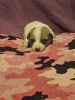 Charlie, a male Chihuahua for sale in Cape Girardeau, MO – 2 of 10