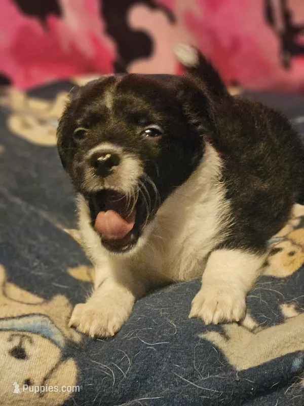 Butter "T-Cup" – Chihuahua puppy for sale in Cape Girardeau, MO