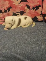 Suzy, a female Border Collie for sale in Cape Girardeau, MO – 10 of 10