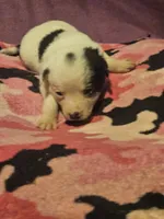 Billie (Call-Text), a male Chihuahua for sale in Cape Girardeau, MO – 5 of 10