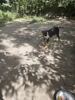 Pete ( Call-Text), a male Border Collie for sale in Cape Girardeau, MO – 3 of 5