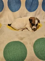 Buddy (T-Cup, Call-Text), a male Chihuahua for sale in Cape Girardeau, MO – 8 of 10