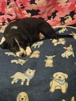GiGi (Call-Text), a female Border Collie for sale in Cape Girardeau, MO – 3 of 10