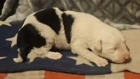 Inman, a male Border Collie for sale in Cape Girardeau, MO – 3 of 10