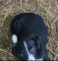 GiGi (Call-Text), a female Border Collie for sale in Cape Girardeau, MO – 2 of 10