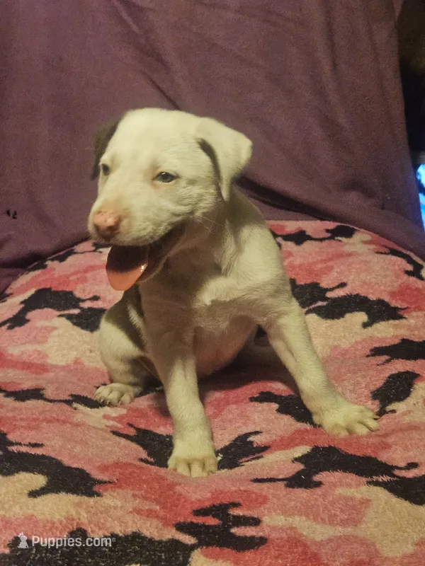 Suzy (Call-Text) – Border Collie puppy for sale in Cape Girardeau, MO