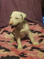 Suzy (Call-Text), a female Border Collie for sale in Cape Girardeau, MO – 1 of 10