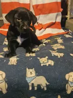 Charley (Blueish Eyes), a male Border Collie for sale in Cape Girardeau, MO – 3 of 10