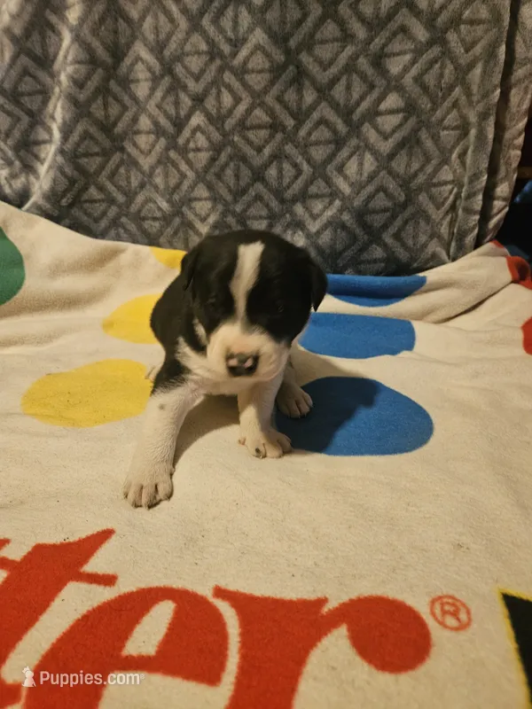 Bo (Perfect Markings) – Border Collie puppy for sale in Cape Girardeau, MO