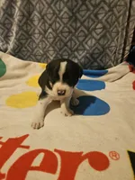 Bo (Perfect Markings), a male Border Collie for sale in Cape Girardeau, MO – 1 of 10