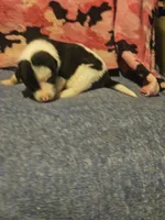 Tia, a female Border Collie for sale in Cape Girardeau, MO – 8 of 10