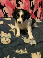 Price (T-Cup), a female Chihuahua for sale in Cape Girardeau, MO – 4 of 10