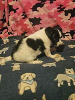 Price (Teddy Bear Chihuahua), a female Chihuahua for sale in Cape Girardeau, MO – 9 of 10
