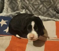 GiGi (Call-Text), a female Border Collie for sale in Cape Girardeau, MO – 6 of 10