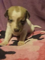 Diane, a female Chihuahua for sale in Cape Girardeau, MO – 2 of 10