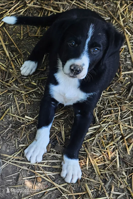 GiGi (Call-Text) – Border Collie puppy for sale in Cape Girardeau, MO
