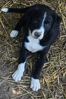GiGi (Call-Text), a female Border Collie for sale in Cape Girardeau, MO – 1 of 10