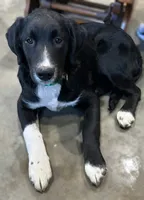 Ice, a male Border Collie for sale in Cape Girardeau, MO – 2 of 5