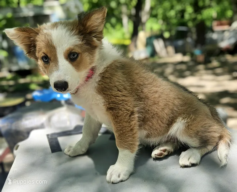 Suzy (Call-Text) – Border Collie puppy for sale in Cape Girardeau, MO