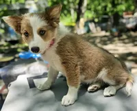 Suzy (Call-Text), a female Border Collie for sale in Cape Girardeau, MO – 1 of 7