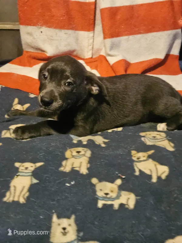 Filly (Lilac Blue Color) – Border Collie puppy for sale in Cape Girardeau, MO