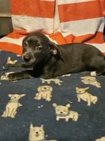 Filly (Lilac Blue Color), a female Border Collie for sale in Cape Girardeau, MO – 1 of 10