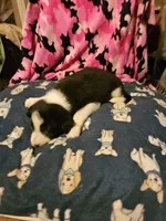 Jay, a male Border Collie for sale in Cape Girardeau, MO – 10 of 10