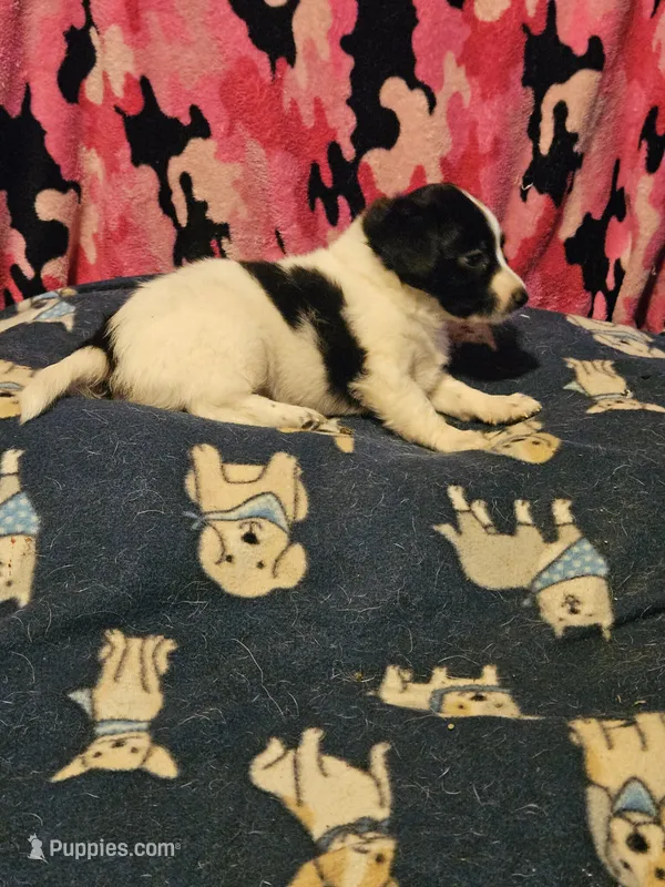 Price (T-Cup) – Chihuahua puppy for sale in Cape Girardeau, MO
