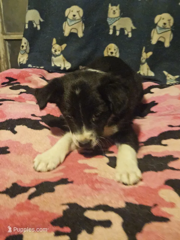 Misty (T-Cup) – Chihuahua puppy for sale in Cape Girardeau, MO